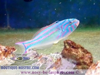 https://www.boutique-nosybe.com/4036-thickbox_default/thalassoma-quinquevittatum.jpg