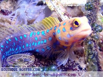 https://www.boutique-nosybe.com/4064-thickbox_default/opistognathus-rosenblatii.jpg