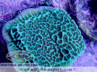 https://www.boutique-nosybe.com/4073-thickbox_default/montipora-undata-vert.jpg