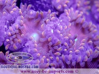 https://www.boutique-nosybe.com/4080-thickbox_default/zoanthus-sp-gros-polypes-japon.jpg