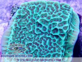 https://www.boutique-nosybe.com/4092-thickbox_default/montipora-undata-vert-wysiwyg.jpg