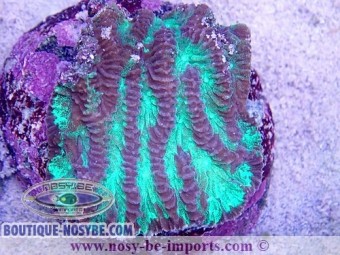https://www.boutique-nosybe.com/4098-thickbox_default/merulina-sp-wysiwyg-2.jpg