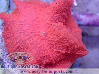 https://www.boutique-nosybe.com/4099-thickbox_default/actinodiscus-sp-ultra-rouge-wysiwyg.jpg