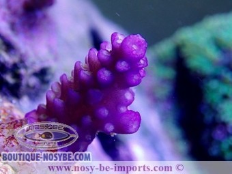 https://www.boutique-nosybe.com/4114-thickbox_default/acropora-cerealis-australie-wysiwyg-12.jpg