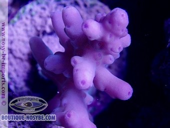 https://www.boutique-nosybe.com/4118-thickbox_default/acropora-granulosa-bleuviolet-wysiwyg.jpg