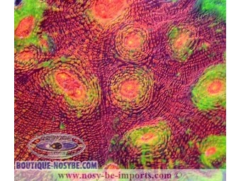 https://www.boutique-nosybe.com/4135-thickbox_default/echinophyllia-sp-multicolore-premium.jpg