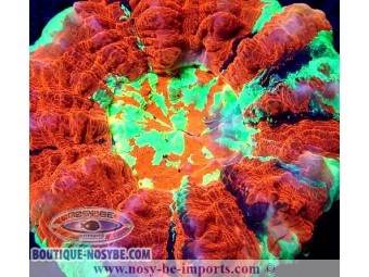 https://www.boutique-nosybe.com/4136-thickbox_default/acanthophyllia-deshayesiana-multicolore-premium-wysiwyg.jpg