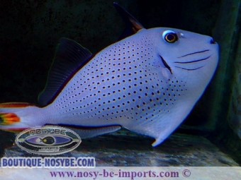 https://www.boutique-nosybe.com/4146-thickbox_default/xanthichthys-ringens.jpg