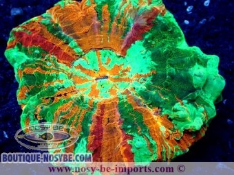 https://www.boutique-nosybe.com/4218-thickbox_default/acanthophyllia-deshayesiana-multicolore-premium.jpg