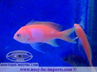 https://www.boutique-nosybe.com/4231-thickbox_default/pseudanthias-plerotaenia.jpg