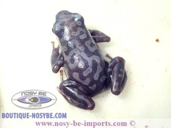 https://www.boutique-nosybe.com/4288-thickbox_default/dendrobates-auratus-pena-blanca.jpg