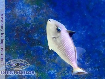 https://www.boutique-nosybe.com/4310-thickbox_default/xanthichthys-auromarginatus.jpg