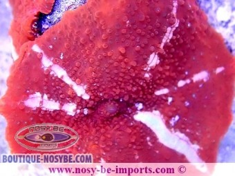 https://www.boutique-nosybe.com/4314-thickbox_default/discosoma-sp-dax-wysiwyg-1.jpg