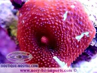 https://www.boutique-nosybe.com/4315-thickbox_default/discosoma-sp-dax-wysiwyg-2.jpg