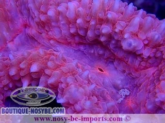 https://www.boutique-nosybe.com/4317-thickbox_default/symphyllia-sp-rose-wysiwyg.jpg