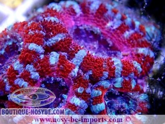 https://www.boutique-nosybe.com/4334-thickbox_default/acanthastrea-lordhowensis-wysiwyg-20052020-5.jpg