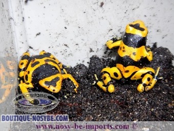 https://www.boutique-nosybe.com/4366-thickbox_default/dendrobates-leucomelas.jpg