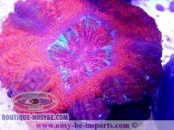 https://www.boutique-nosybe.com/4382-thickbox_default/acanthophyllia-sp-tricolore-wysiwyg-12062020-4.jpg