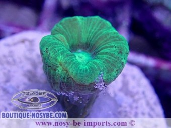 https://www.boutique-nosybe.com/4383-thickbox_default/caulastrea-echinulata-wysiwyg-12062020-5.jpg