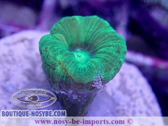 https://www.boutique-nosybe.com/4383-thickbox_default/caulastrea-echinulata-wysiwyg-12062020-5.jpg