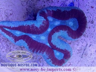https://www.boutique-nosybe.com/4388-thickbox_default/lobophyllia-sp-wysiwyg-12062020-10.jpg