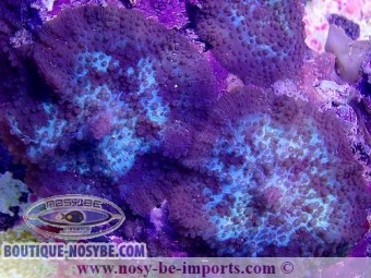 https://www.boutique-nosybe.com/4393-thickbox_default/discosoma-sp-wysiwyg-13062020-2.jpg