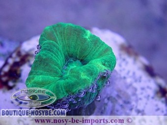 https://www.boutique-nosybe.com/4394-thickbox_default/caulastrea-echinulata-wysiwyg-14062020-1.jpg