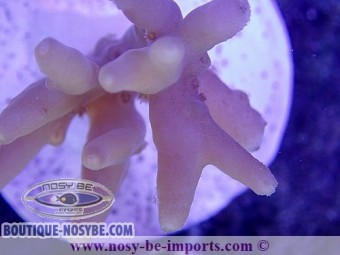 https://www.boutique-nosybe.com/4403-thickbox_default/acropora-lokani-wysiwyg-18062020-2.jpg