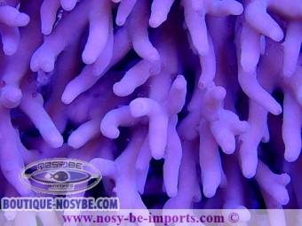 https://www.boutique-nosybe.com/4409-thickbox_default/acropora-lokani-wysiwyg-18062020-5.jpg