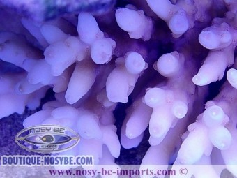 https://www.boutique-nosybe.com/4411-thickbox_default/acropora-sp-wysiwyg-19062020-1.jpg