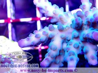 https://www.boutique-nosybe.com/4423-thickbox_default/acropora-sp-wysiwyg-19062020-8.jpg