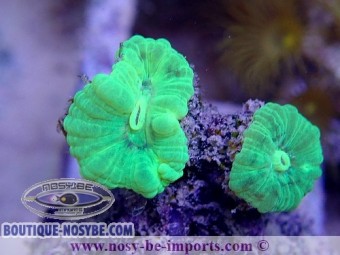 https://www.boutique-nosybe.com/4480-thickbox_default/caulastrea-echinulata-wysiwyg-11072020-12.jpg