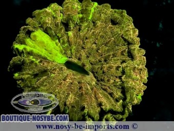 https://www.boutique-nosybe.com/4493-thickbox_default/acanthophyllia-deshayesiana-wysiwyg-11072020-3.jpg