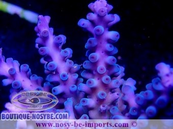 https://www.boutique-nosybe.com/4551-thickbox_default/acropora-gomezi-wysiwyg-30072020-1.jpg