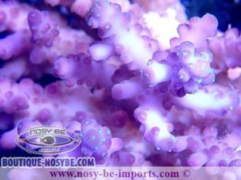 https://www.boutique-nosybe.com/4553-thickbox_default/acropora-loripes-wysiwyg-30072020-2.jpg