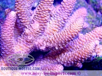 https://www.boutique-nosybe.com/4569-thickbox_default/acropora-millepora-wysiwyg-08082020-9.jpg