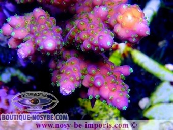 https://www.boutique-nosybe.com/4570-thickbox_default/acropora-sp-wysiwyg-08082020-10.jpg