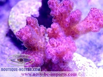 https://www.boutique-nosybe.com/4571-thickbox_default/pocillopora-damicornis-wysiwyg-08082020-11.jpg