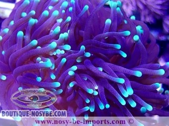 https://www.boutique-nosybe.com/4578-thickbox_default/euphyllia-glabrescens-pointes-colorés.jpg