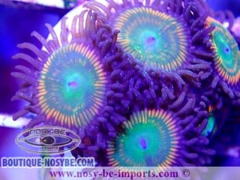 https://www.boutique-nosybe.com/4583-thickbox_default/zoanthus-sp-usa-wysiwyg-2.jpg