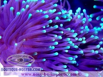 https://www.boutique-nosybe.com/4597-thickbox_default/euphyllia-glabrescens-wysiwyg-03092020-11.jpg