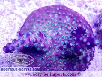 https://www.boutique-nosybe.com/4601-thickbox_default/acropora-sp-usa-wysiwyg-03092020-13.jpg