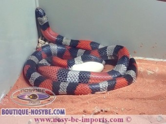 https://www.boutique-nosybe.com/4604-thickbox_default/lampropeltis-triangulum-campbelli.jpg