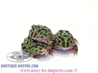 https://www.boutique-nosybe.com/4651-thickbox_default/ceratophrys-cranwelli-verte-elevage.jpg