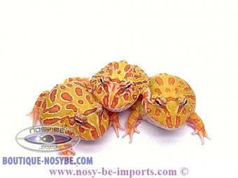 https://www.boutique-nosybe.com/4652-thickbox_default/ceratophrys-cranwelli-albinos-elevage.jpg