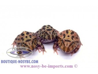 https://www.boutique-nosybe.com/4654-thickbox_default/ceratophrys-cranwelli-camouflage-elevage.jpg