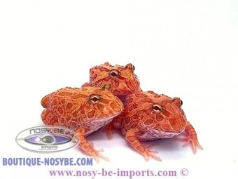 https://www.boutique-nosybe.com/4657-thickbox_default/ceratophrys-cranwelli-strawberry-elevage.jpg
