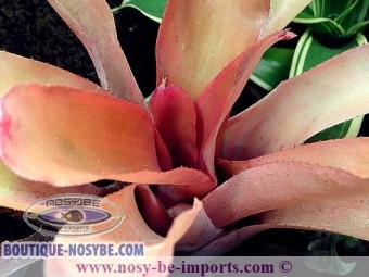 https://www.boutique-nosybe.com/4701-thickbox_default/neoregelia-farinosa.jpg