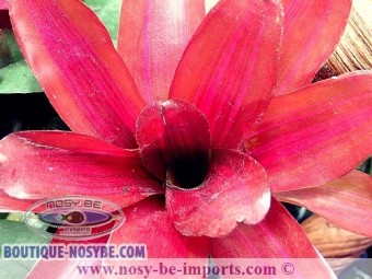 https://www.boutique-nosybe.com/4704-thickbox_default/neoregelia-sp-iris.jpg