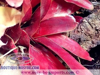 https://www.boutique-nosybe.com/4706-thickbox_default/neoregelia-grapevine.jpg